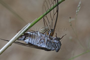 Thomise spider eating a cicada summer Commn France