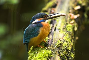 Common Kingfisher eating a fish perched on a branch