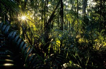 Soleil dans la forêt tropicale Wang Fall Australie
