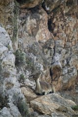 Spanish Ibex lying looking up Spain