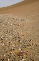 Pfeilspitzen flint auf einem Dünen -Sultanat Oman