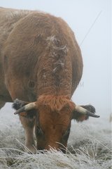 Cow during the first frost Aubrac in Lozere France