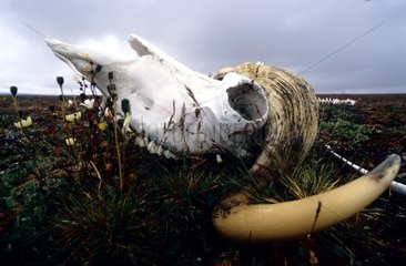 Skull of Muskox in tundra Bathurst island Canada