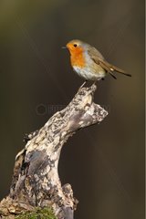 Robin standing on an dead branch Great Britain
