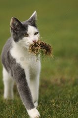 Weiße und blaue männliche europäische Katze spielen mit Gras Frankreich