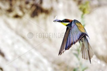 European Bee-eater of return to the nest Alps France