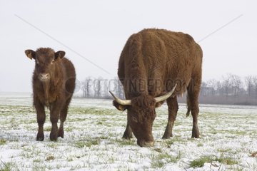 Cow salers grazing and its calf under snow France [AT]