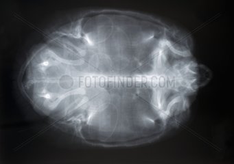 Eggs of red eared Pond Slider shown by X rays Germany