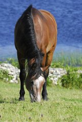 Horse grazing grass Connemara Ireland