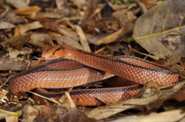Black-banded trinket snake Thailand
