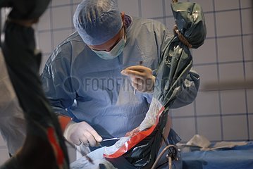 Surgery on a horse articular France