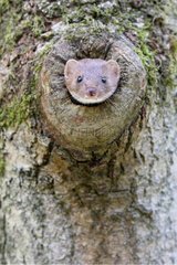 Least weasel looking through a hole in a tree Great-Britain