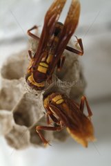 Golden Paper Wasps at nest Floride USA