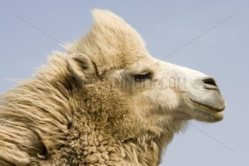 Bactrian Camel in der Steppe des westlichen Kasachstans