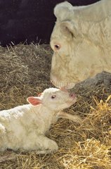 Charolaise Kuh leckt sein neu geborenes Kalb Frankreich