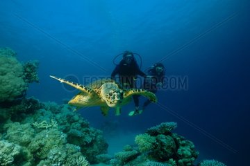 Taucher nach einem verschachtelten Schildkrötenroten Meer