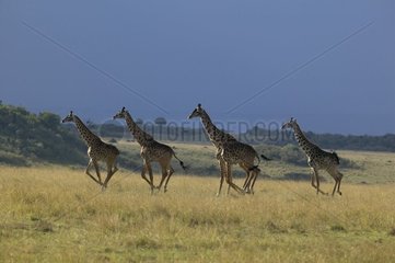 Group of Masai Giraffes running in savanna Masai Mara Kenya