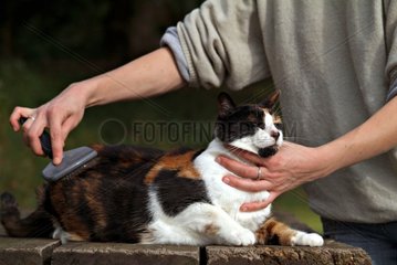 Tri-colored She-cat being brushed Haute-Normandie France