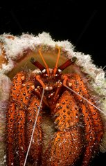 Portrait of Knobbly Hermit Crab Tuamotu French Polynesia