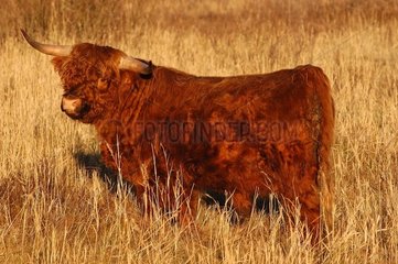 Vache variété Shetland Hollande Pays-Bas