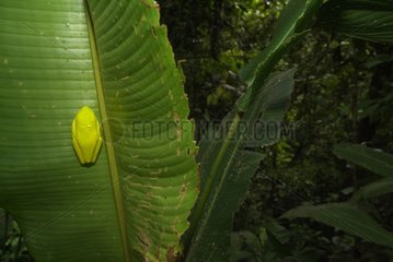 RotÃ¤ugiger Baumfrosch auf einem Blatt Costa Rica