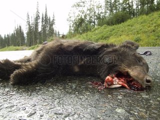 Young black bear crushed by a vehicle. Yukon Canada