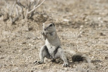 South african ground squirrel eating plants Etosha Namibia