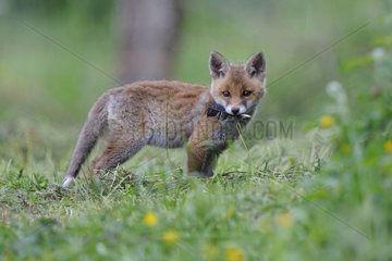 Young red fox playing with a pen Vosges France