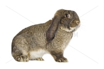 Rabbit belier français Garenne grey profile shot