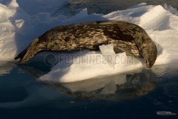 Male Weddell seal on ice-floe Terre Adelie