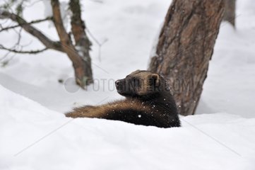 Wolverine resting in snow in Sweden