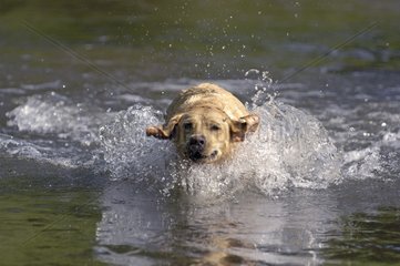 Labrador running in water France