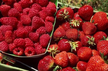 Fruit rouge. Cueillette de framboises et de fraises.