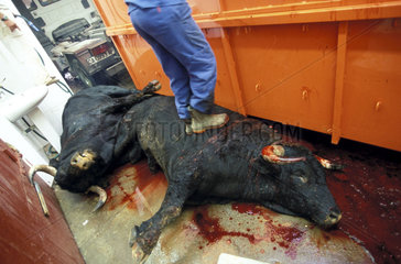 Bulls killed in a bullfight on there way to the slaughterhouse