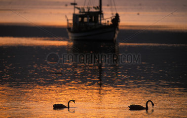 Swans in the harbour of Dunedin