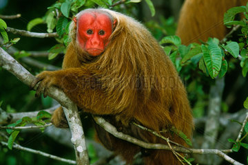 (Cacajao calvus rubicundus) - Red Urakari Monkey - Amazon Region - Brazil.
