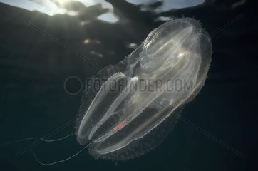 Comb Jelly - Poor knights Island New Zealand