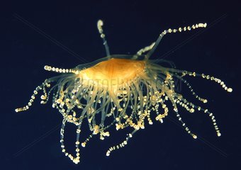 Jellyfish - Poor knights Island New Zealand