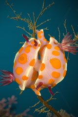 Clown nudibranch mating - Poor knights Island New Zealand