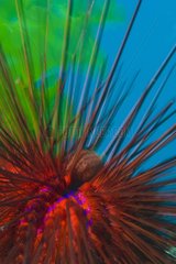 Diadema sea urchin - Poor knights Island New Zealand