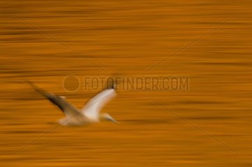 Australasian Gannet flying over the sea - New Zealand