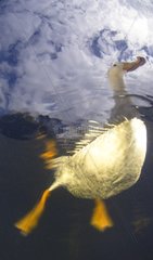 Domestic duck on the surface - New Zealand