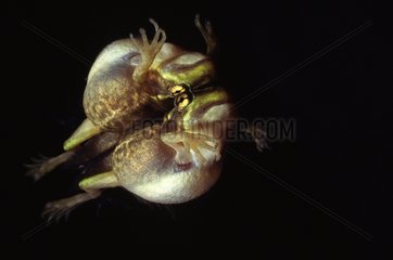 Golden bell frog reflexion- New Zealand