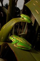 Golden bell frogs on leaves - New Zealand