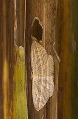 Cabbage tree moth counter shading - New Zealand