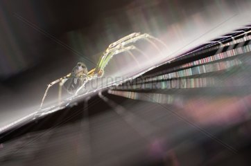 Orb web spider in web refracting - New Zealand