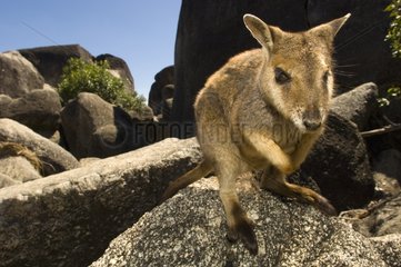 Rock Wallaby on rock - Australia