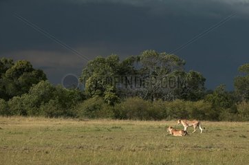 Löwinnen unter einem Himmel von Storm Masaï Mara Kenia