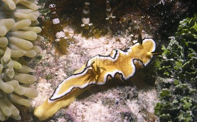 Black-margined nudibranch on the reef Tuamotu Polynesia