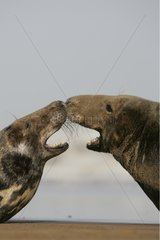 Grey Seal MÃ¤nnchen  die am Strand in Schottland kÃ¤mpfen